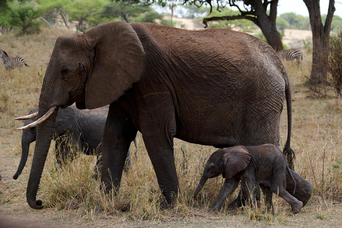 Elephant family