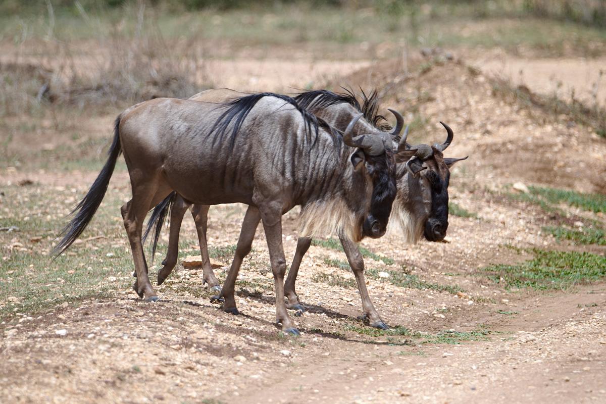 Blue Wildebeest