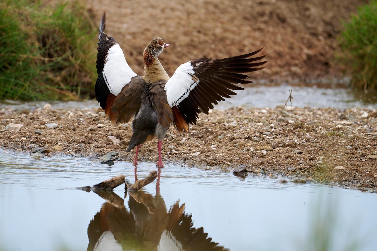 Egyptian goose