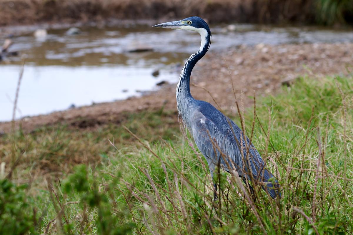 Grey heron