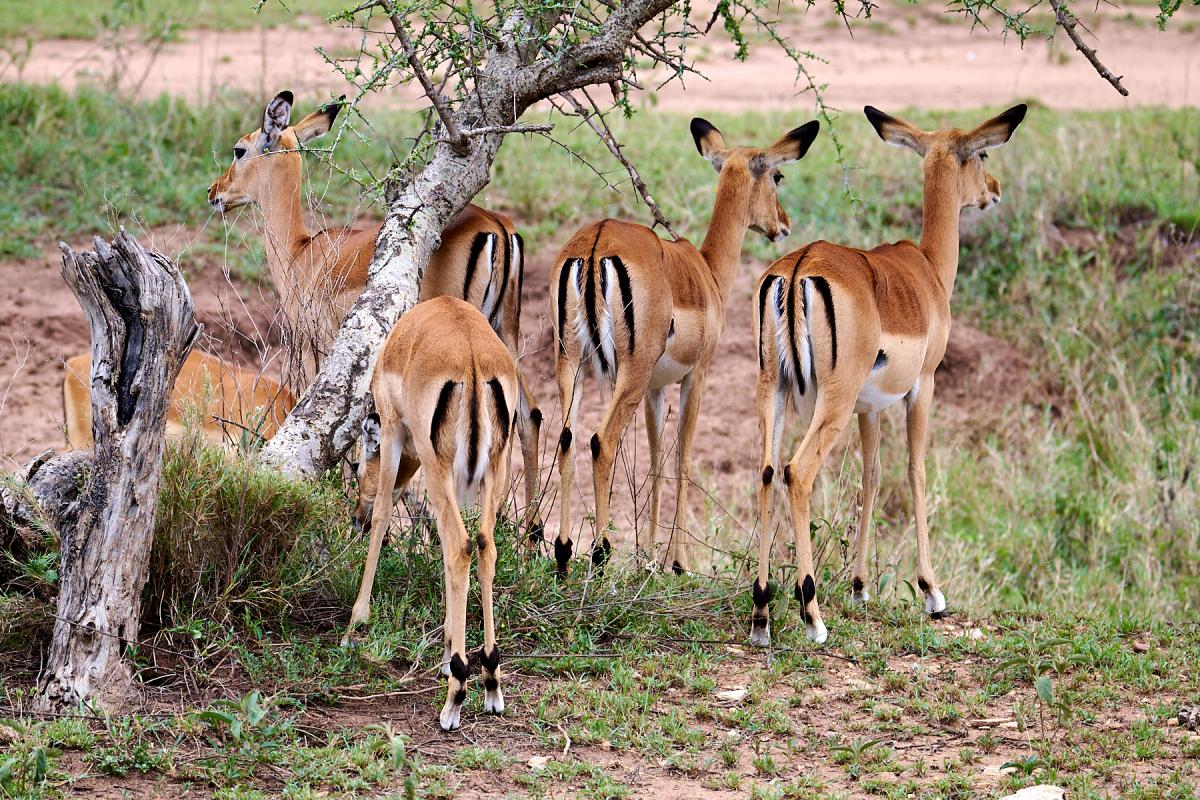 Impala