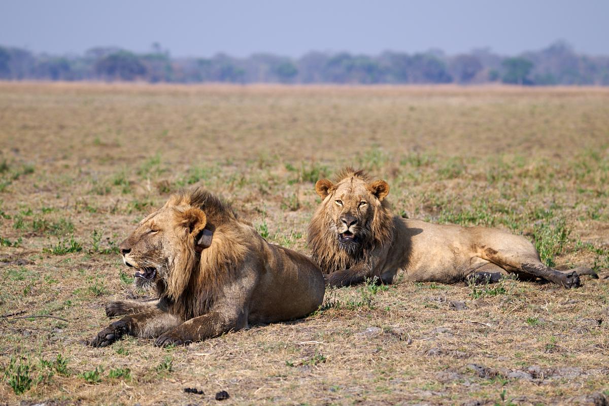 Lion brothers