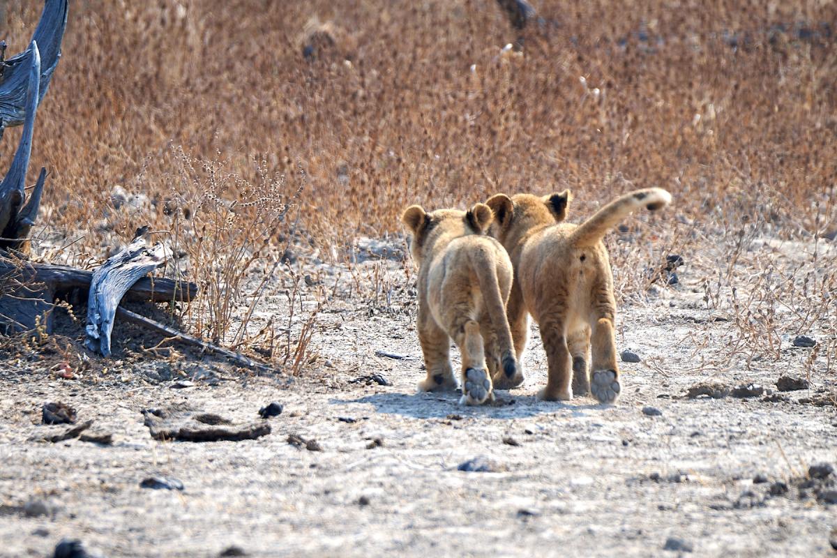 Lion cubs