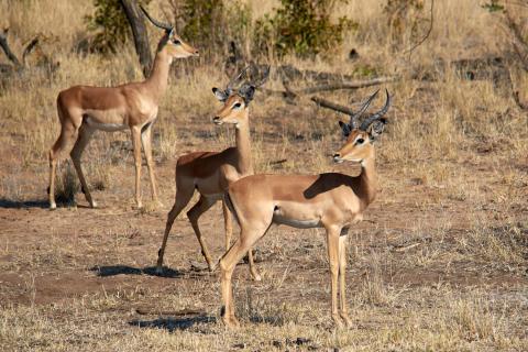 Impala