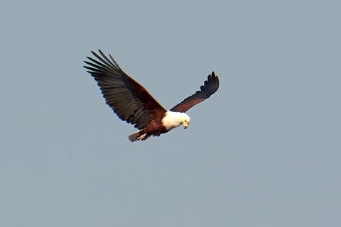 African fish eagle