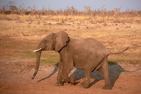 African elephant