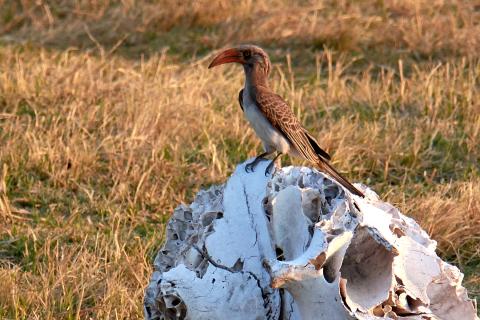 African grey hornbill