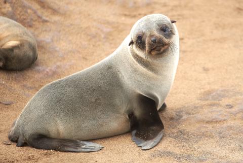 Sea lions