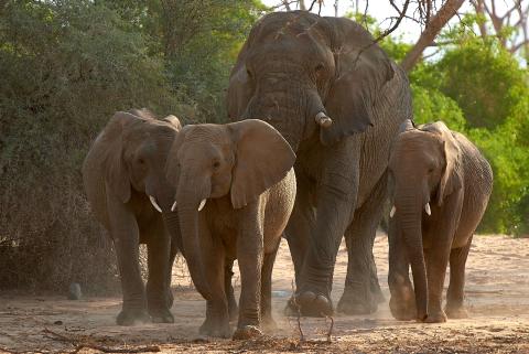 Elephants