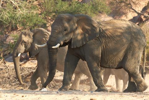 Desert elephants