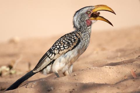 Southern Yellow Billed Hornbill