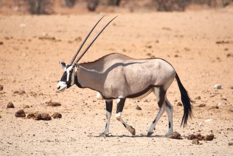 South African Oryx