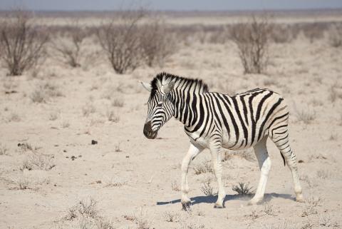 Burchell's zebra