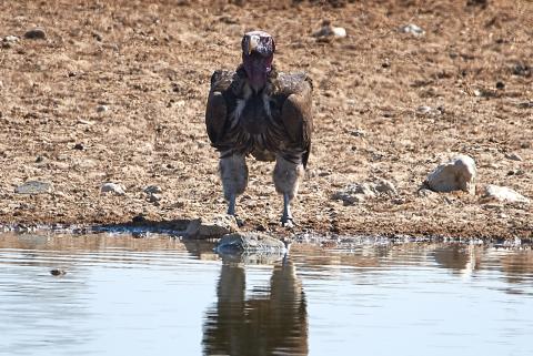 Lappet-faced Vulture