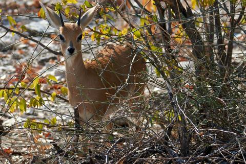 Steenbok