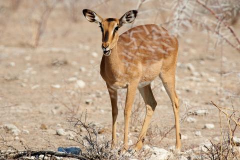 Impala