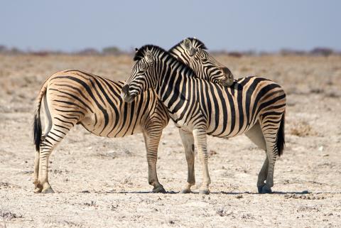 Burchell's zebra