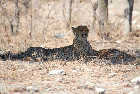 Cheetah