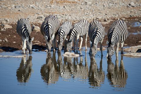 Burchell's zebra