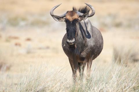 Black Wildebeest