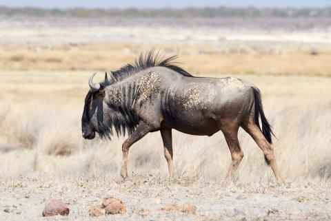 Black Wildebeest