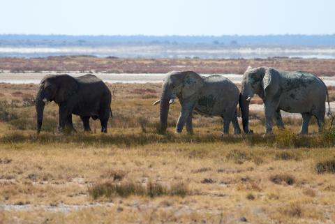 African elephant