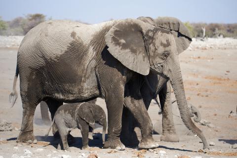 A baby elephant with parents