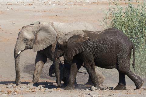 African elephant