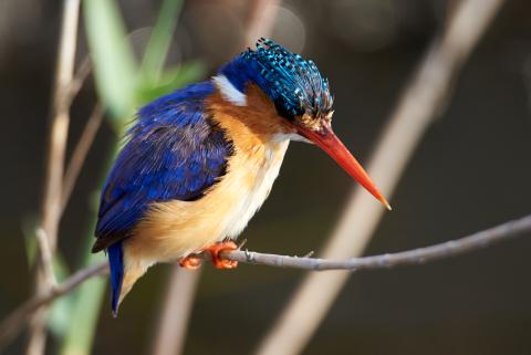 Malachite Kingfisher