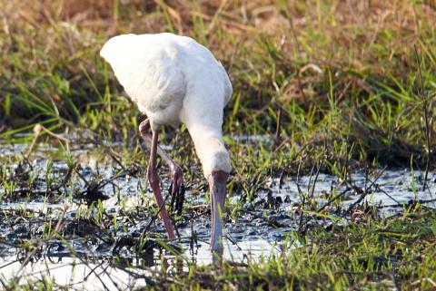 African spoonbill