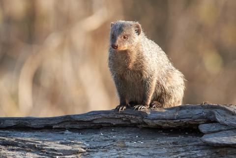 Yellow mongoose