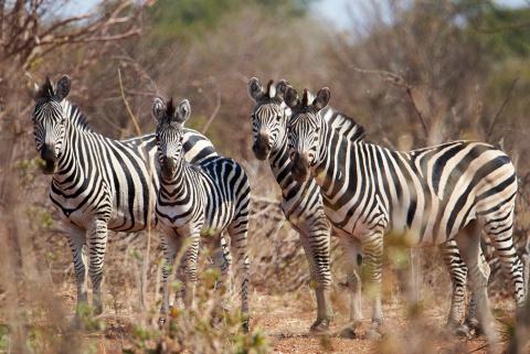 Burchell's zebra