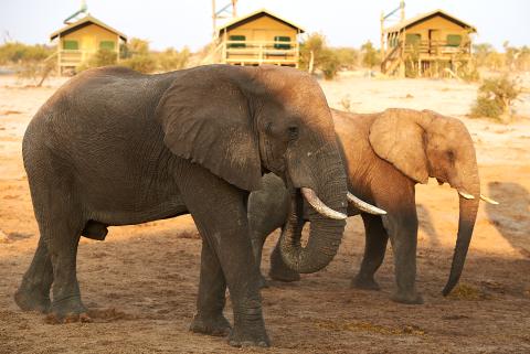 African elephant at Elephant Sands