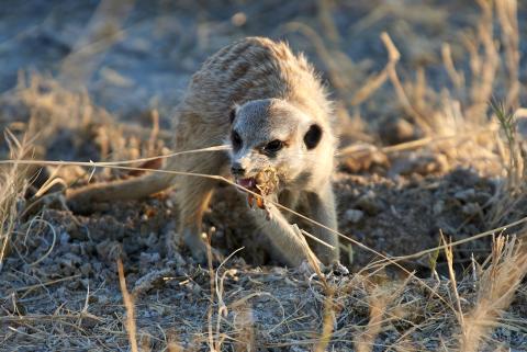 Suricate