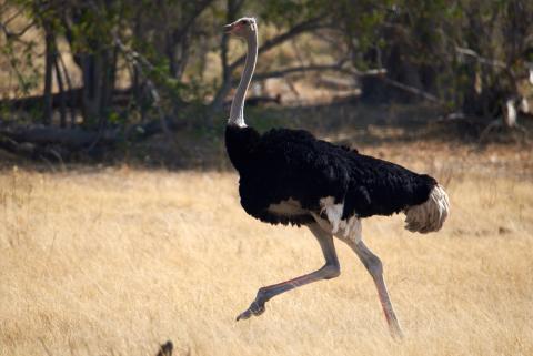 Ostrich