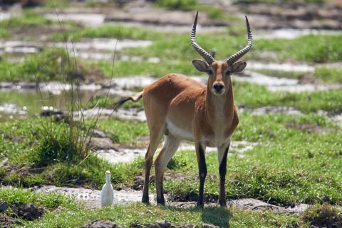 Red lechwe