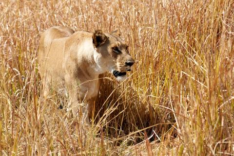 Lioness