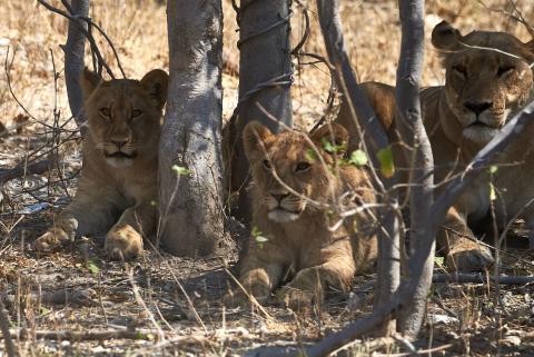 Lion cubs