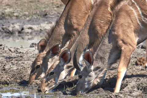 Greater kudu