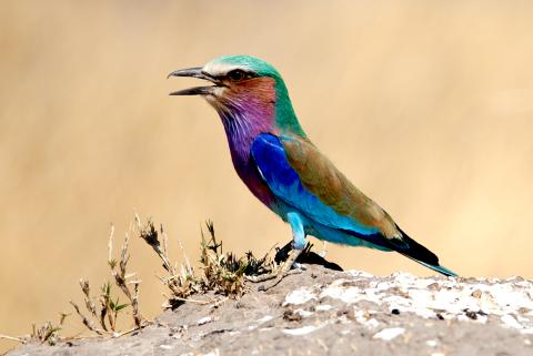 Lilacbreasted Roller