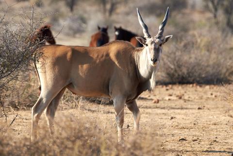 Eland