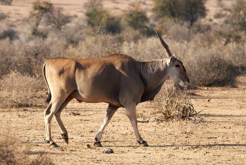 Eland