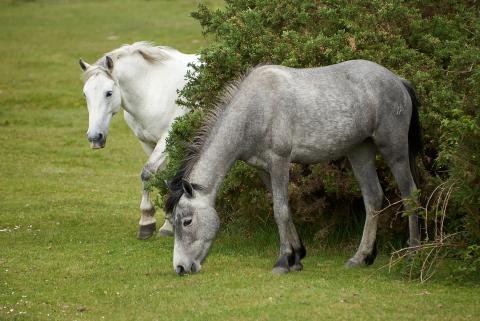 Wild horses