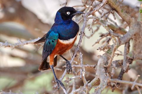 Superb starling