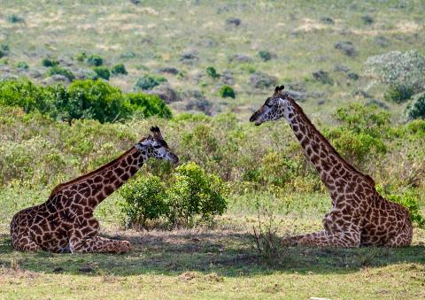 Two sitting giraffes