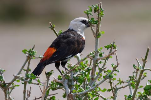 White headed buffalo weaver