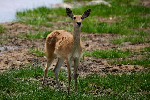 Reedbuck