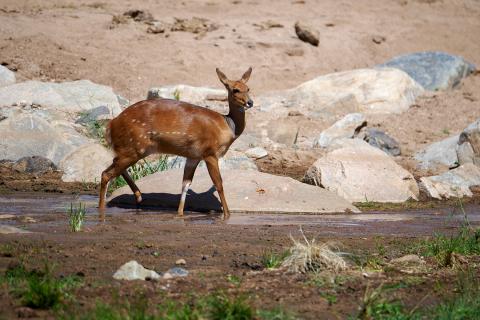 Bushbuck female