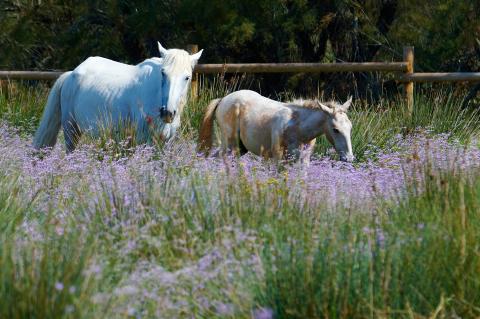 Wild Horse