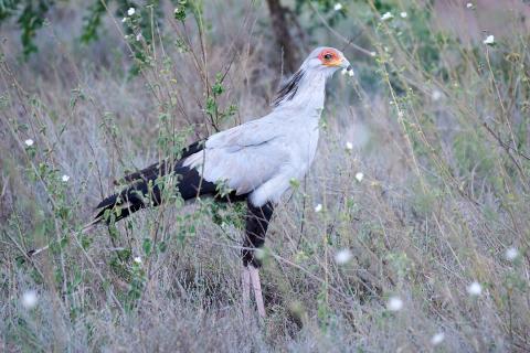 Secretary bird